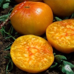 Рассада томата сорт Медовые росы, горшок диам 12