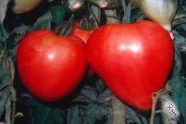 Рассада томата сорт Бычье Сердце №14