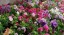 Петуния махровая рассада однолетних цветов в  кассете по 6 шт