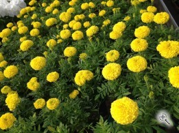 Тагетис крупноцветковый рассада однолетних цветов в  кассете по 6 шт