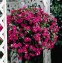 Бальзамин Валера рассада однолетних цветов в  кассете по 10 шт