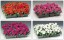 Бальзамин Валера рассада однолетних цветов в  кассете по 10 шт