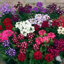 Вербена рассада однолетних цветов в  кассете по 10 шт