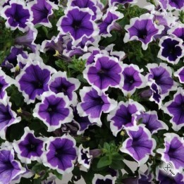 Петуния Каскадиас Рим Виолет (CASCADIAS Rim Violet) № 9 фиолетовая с белой каймой  - укорененный черенок