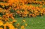 Тагетис мелкоцветковый рассада однолетних цветов в  кассете по 10 шт