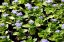 Агератум рассада однолетних цветов в  горшке диам. 12 см