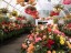 Бегония клубневая рассада однолетних цветов в  горшке диам. 12 см