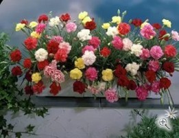 Гвоздика садовая рассада однолетних цветов в  горшке диам. 12 см