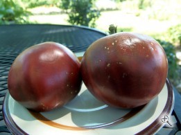 Рассада томата сорт Королесвкий пурпурный №45