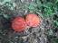 Рассада томата Монгольский карлик №53 сорт детерминантный раннеспелый красный