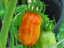 Рассада томата Сладкий Касади №76 сорт индетерминантный среднеспелый оранжевый