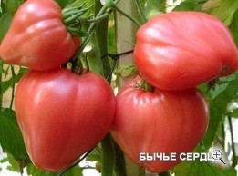 Рассада томата сорт Бычье Сердце горшок d-12 см D12