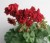 Пеларгония зональная розоцветная РЕД РОЗЕБАД взрослое растение (Red rosebud)