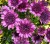 Рассада Остеоспермум крупноцветковый Lavender сиреневый объем 0,5 л (9см)
