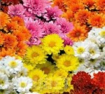 Хризантема Корейская смесь окрасок объем 0,75 л (12см)