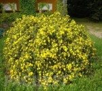 Кустарник декоративный Лапчатка кустарниковая желтая, объем 1 л (15 см)