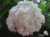 Пеларгония зональная махровая белая взрослое растение