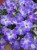 Подвесное кашпо Петуния Sanguna Patio Blue Morn фиолетово-белая объем 4 л