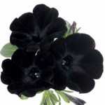    Sweetunia Black Satin   4 