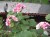 Пеларгония зональная ЗВЕЗДА ПОДМОСКОВЬЯ розовая взрослое растение