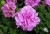 Подвесное кашпо Петуния Surfinia Doble Lilac светло-сиреневая махровая объем 4 л