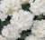 Подвесное кашпо Вербена крупноцветковая White белая объем 4 л