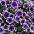  Саженец Петуния Каскадиас Рим Виолет (CASCADIAS Rim Violet) № 9 фиолетовая с белой каймой