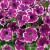  Саженец Петуния Хиппи Чик Виолет (Hippy Chick Violet )  №14 фиолетовая с белой каймой