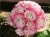 Пеларгония зональная розоцветная Аппелброссум розебуд 5-7 листов (Appleblossum rosebud) розовая