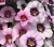 Калибрахоа Bloomtastic Blossom розово-сиреневая объем 0,5 л (9см)