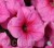 Петуния Pink Passion светло-розовая объем 0,5 л (9см)