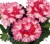 Вербена крупноцветковая White Rose розово-белая объем 0,5 л (9см)