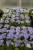 Однолетнее растение Агератум  в кассете по 6 шт, Россия