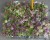 Однолетнее растение Алиссум  в кассете по 6 шт, Россия