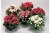 Однолетнее растение Бегония вечноцветущая в  кассете по 6 шт, Россия