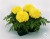 Однолетнее растение Тагетис крупноцветковый  в кассете по 6 шт, Россия