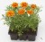 Однолетнее растение Тагетис мелкоцветковый  в кассете по 6 шт, Россия