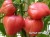 Рассада томата Бычье Сердце №14 росток 1 шт горшок диам 12