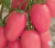 Рассада томата Новичок розовый росток 1 шт горшок диам 12