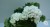 Пеларгония зональная махровая Кронпринцес Мэри (Kronprincess Mary) белая 5-7 листов