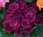 Примула садовая махровая  фиолетовая D10 см