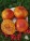 Рассада томата Грейпфрут № 43 сорт индетерминантный среднеспелый оранжевый