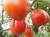 Рассада томата Канестрино № 1 № 89 сорт индетерминантный среднеспелый красный