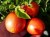 Рассада томата Полосатый смайлик №100 сорт детерминантный раннеспелый красный