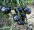 Рассада томата Черниченский черри №116 сорт индетерминантный позднеспелый черный