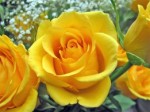 Роза садовая чайногибридная в горшке Керио
