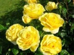 Роза садовая чайногибридная в горшке Папилон