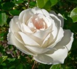 Роза садовая чайногибридная в горшке Эдванс