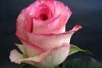 Роза садовая чайногибридная в горшке Белла Вита