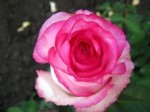 Роза садовая чайногибридная в горшке Дольче Вита